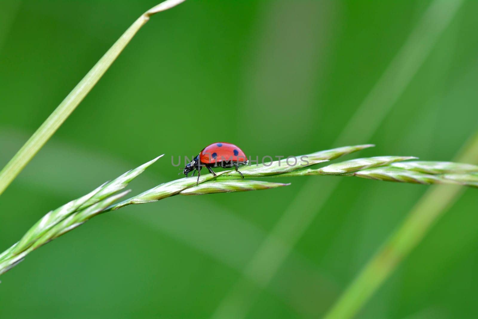 Ladybird on plant  in green nature  with many copy space