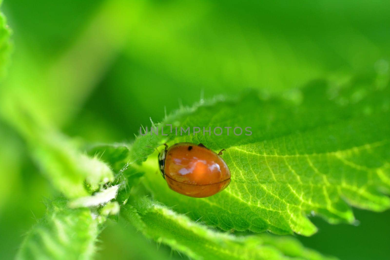 Red ladybug without dots on green leaf in nature with many copy space