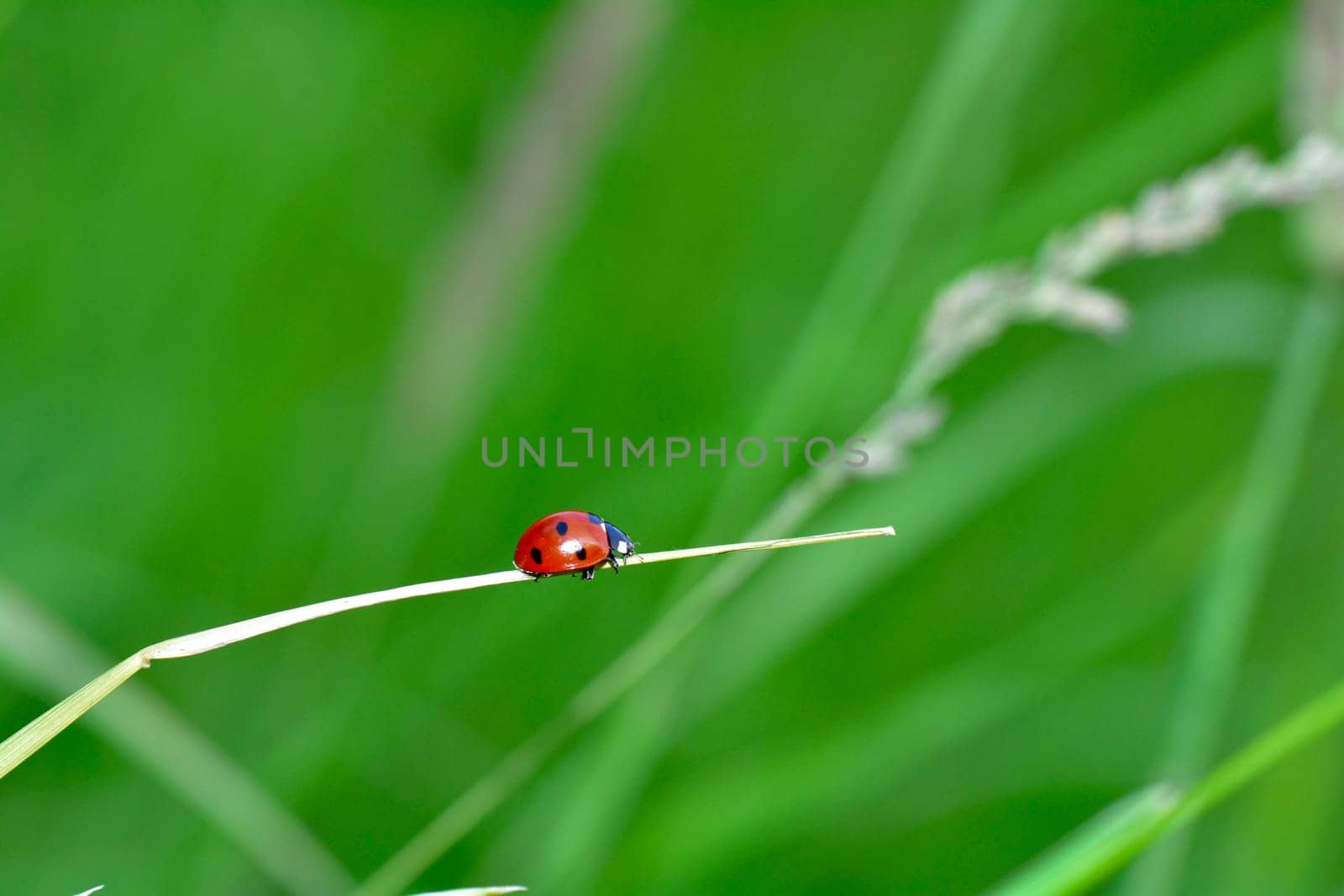 Ladybird on plant in green nature  with many copy space