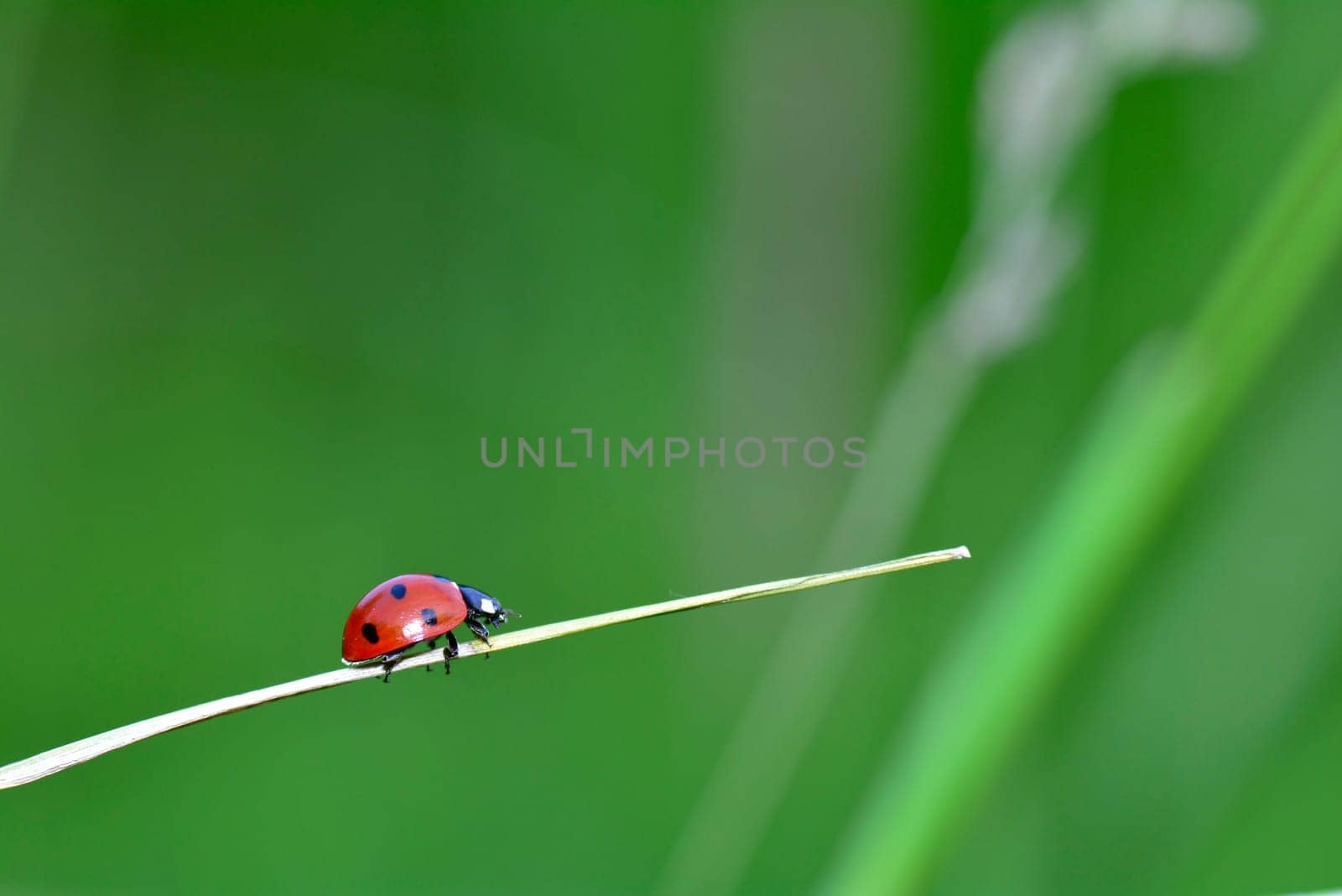 One  red Ladybird on plant in green nature  with many copy space