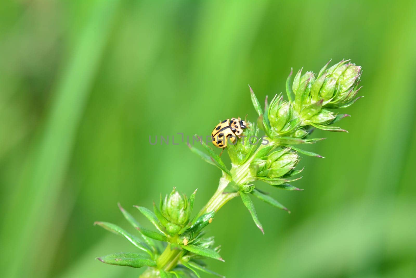 Yellow Ladybird with black  points on plant in green nature with many copy space