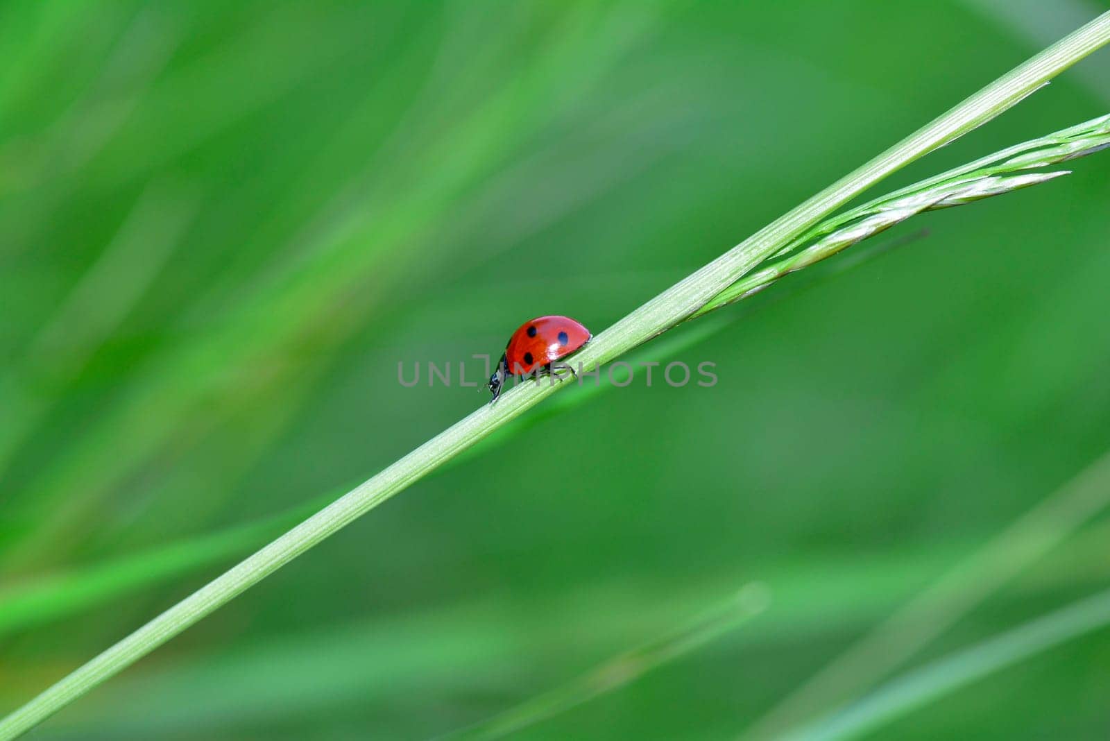 A red Harlekin - Ladybird on plant in green nature with many copy space