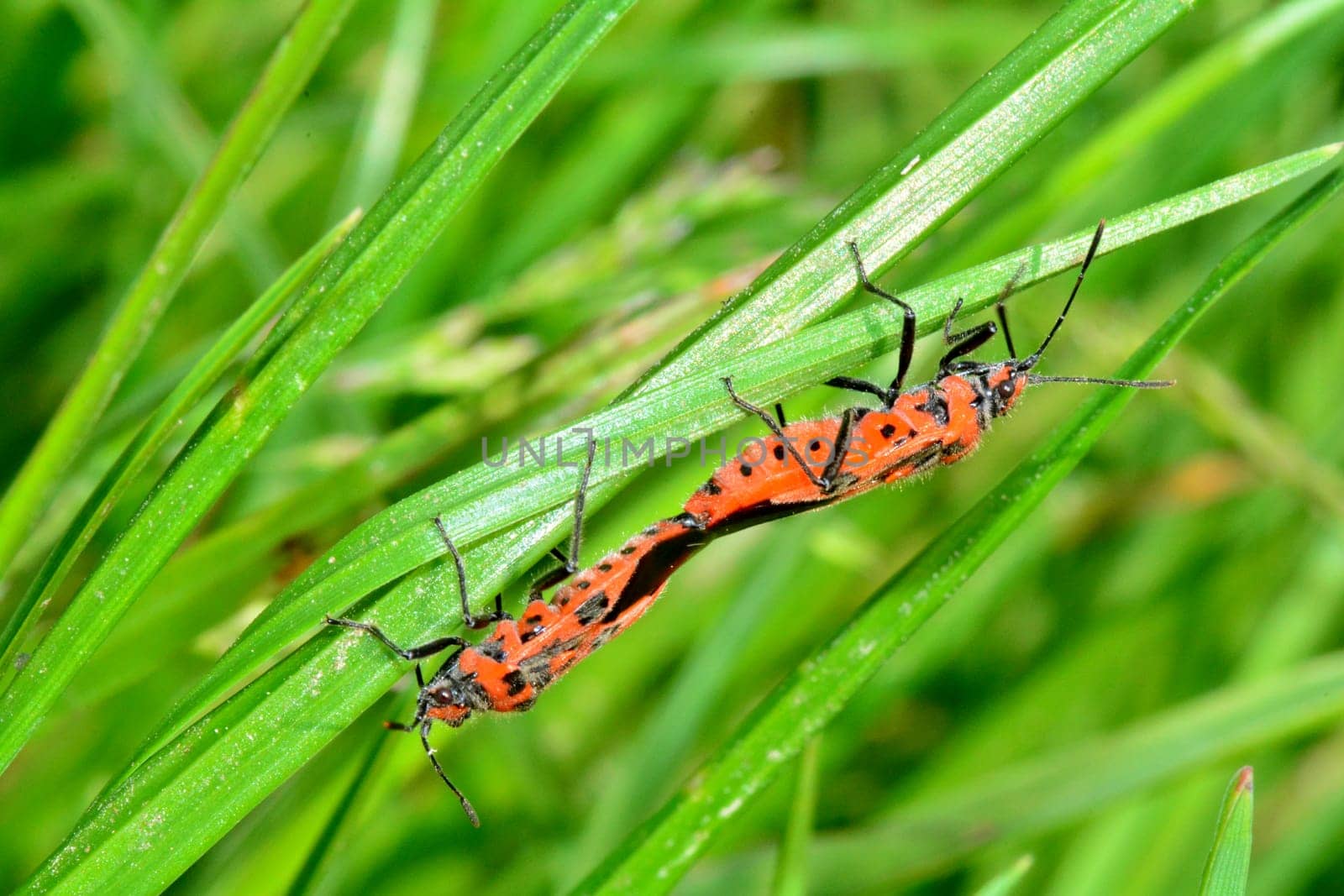 Cinnamon bug   (  Corizus hyoscyami  ), two bugs while mating on a blade of grass in green nature