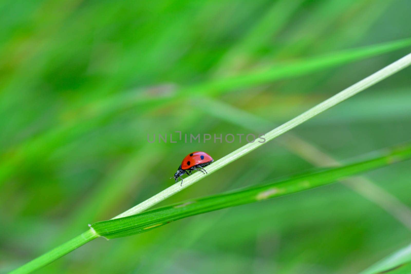 One red Harlekin - Ladybird on plant in green nature  with many copy space