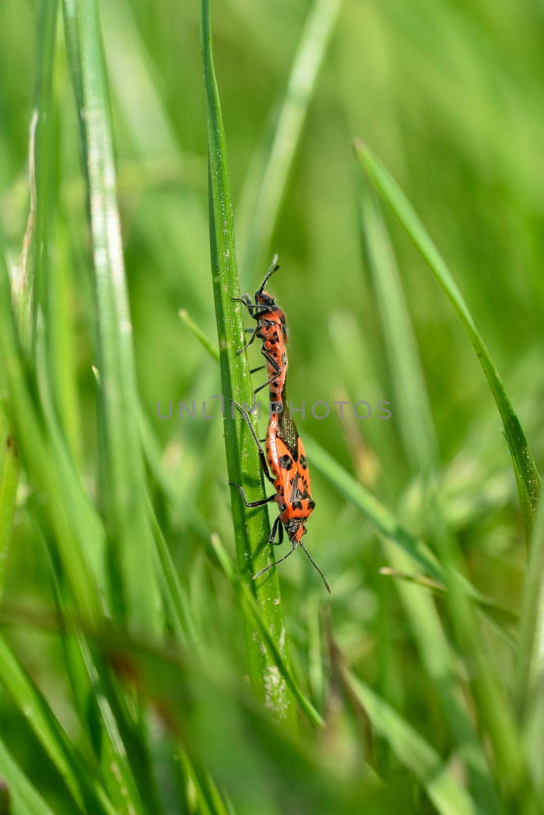 Cinnamon bug   (  Corizus hyoscyami  ), two bugs while mating on a blade of grass in green nature
