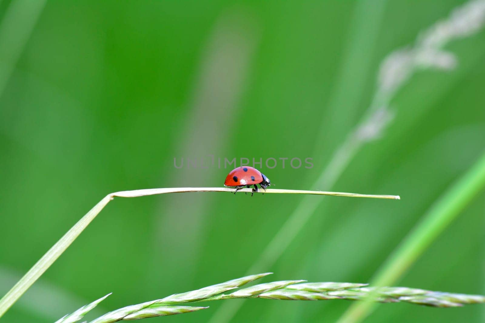 A red Harlekin - Ladybird on plant in green nature  with many copy space