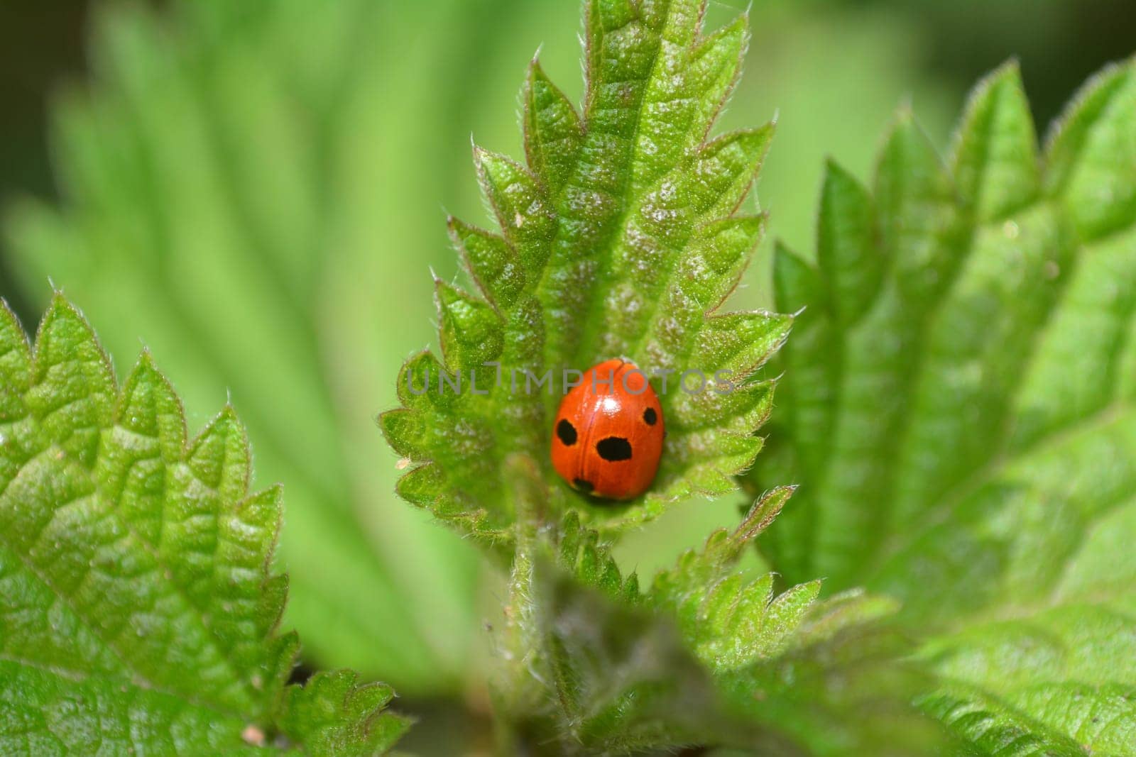 Red Ladybug  on green leaf in free nature with many copy space
