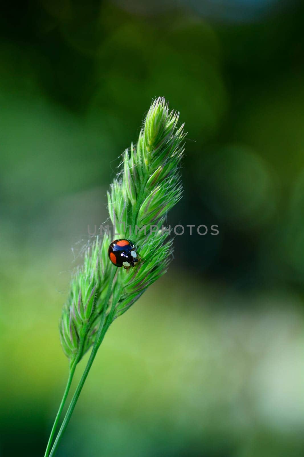 Black Ladybird with red points on plant in green nature with bokeh and copy space