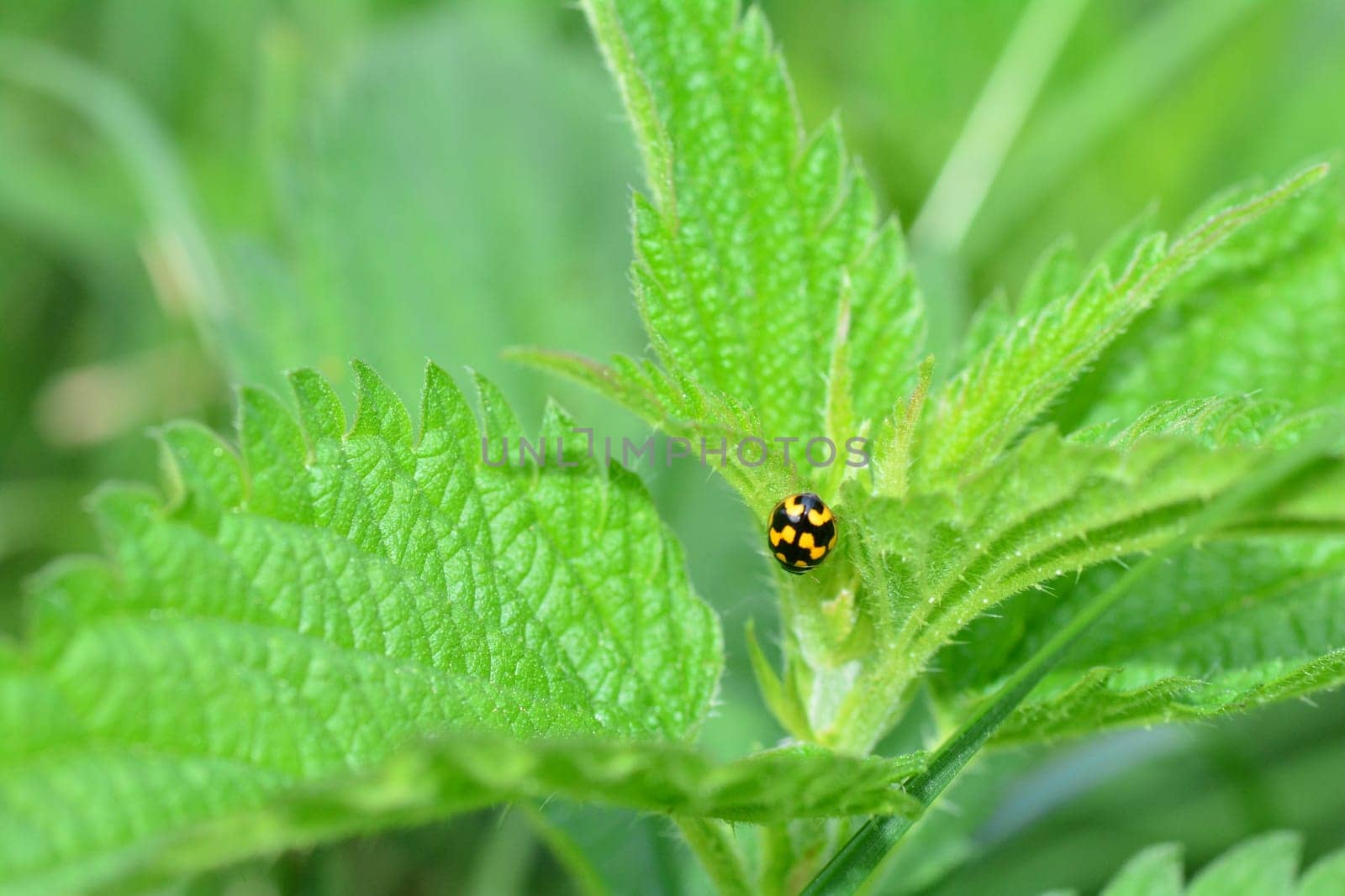 Yellow Ladybird with black  template on plant in green nature  with copy space