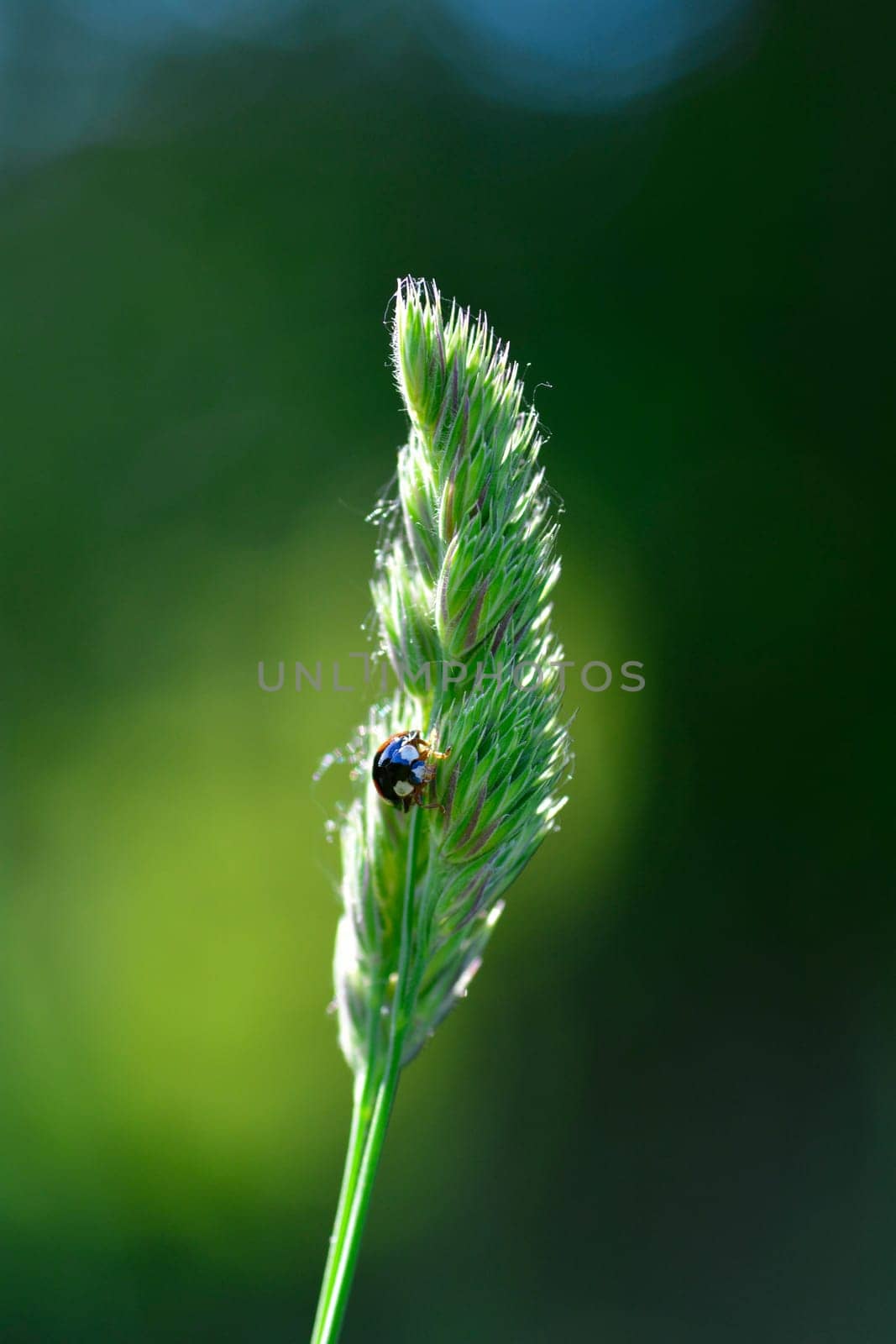 Black Ladybird with red points on plant in green nature with copy space