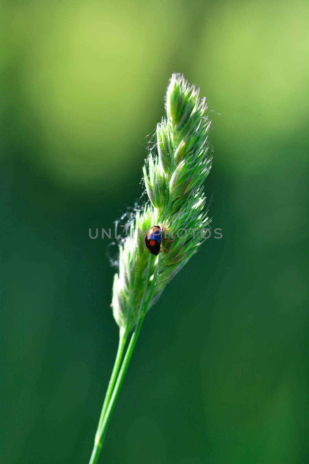 Black Ladybird with red points on plant in green nature with copy space