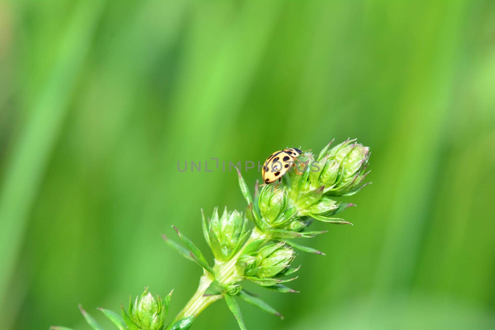 Yellow Ladybird with black  points on plant in green nature with many copy space
