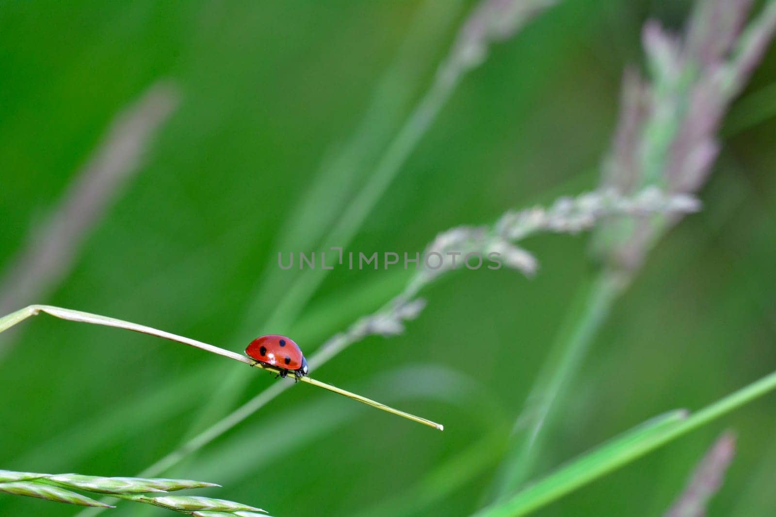 A Ladybird on plant in green nature  with many copy space
