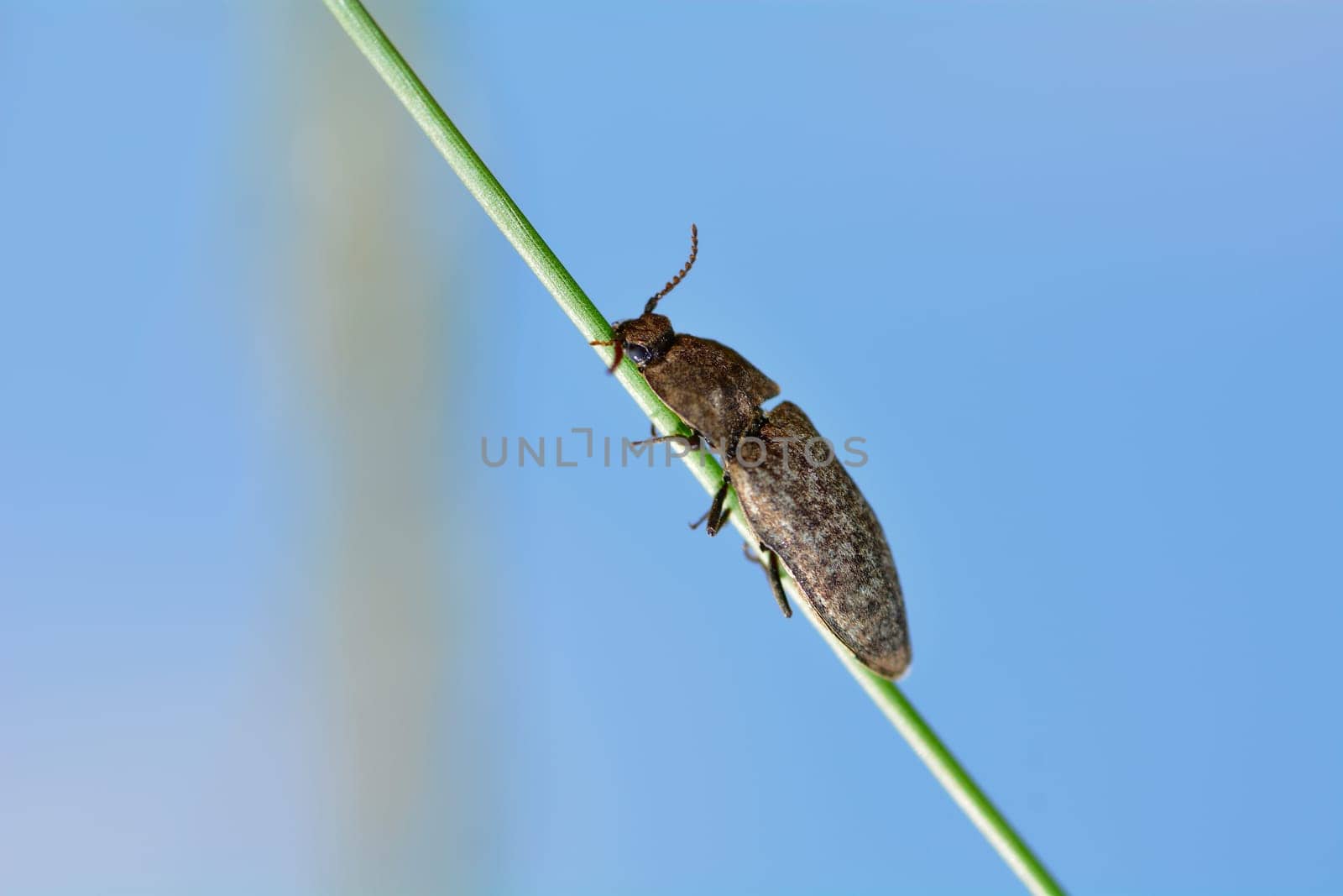Gray mouse beetle (Agrypnus murinus) on a blade of grass against a blue sky with copy space