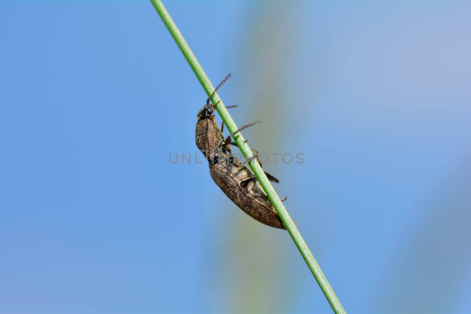 Gray mouse beetle  (  Agrypnus murinus )  on a blade of grass against a blue sky with copy space