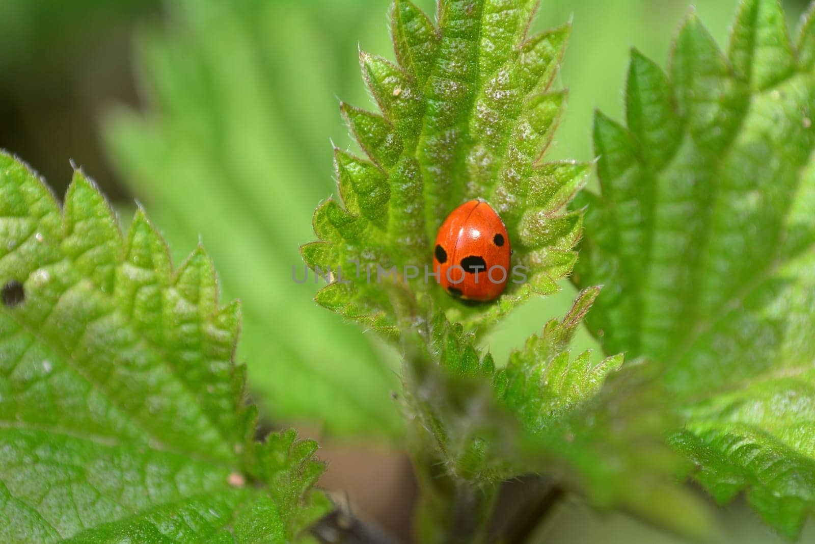 One red Harlekin -  Ladybird on plant in green nature  with many copy space