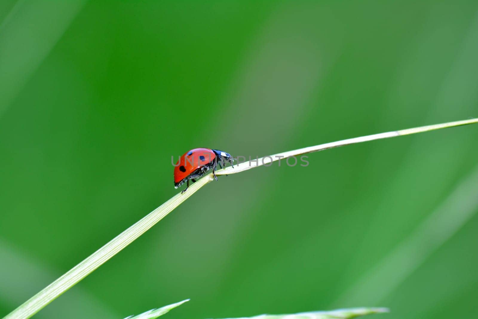 Red Ladybird - Harlekin  on plant in green nature  with many copy space