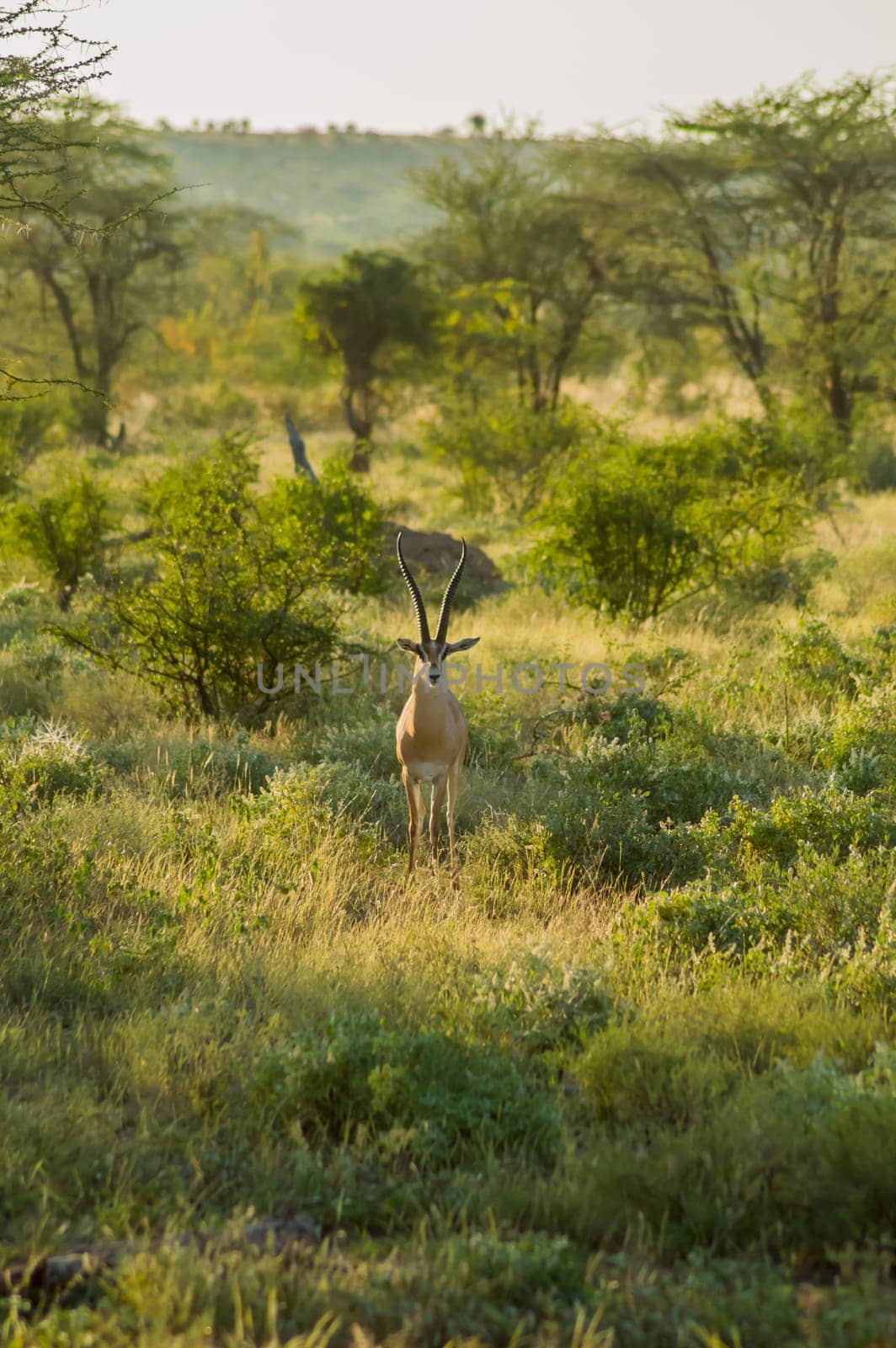 Young female antelope in the savannah of Samburu Park in central Kenya ,Samburu National Reserve, Kenya nature