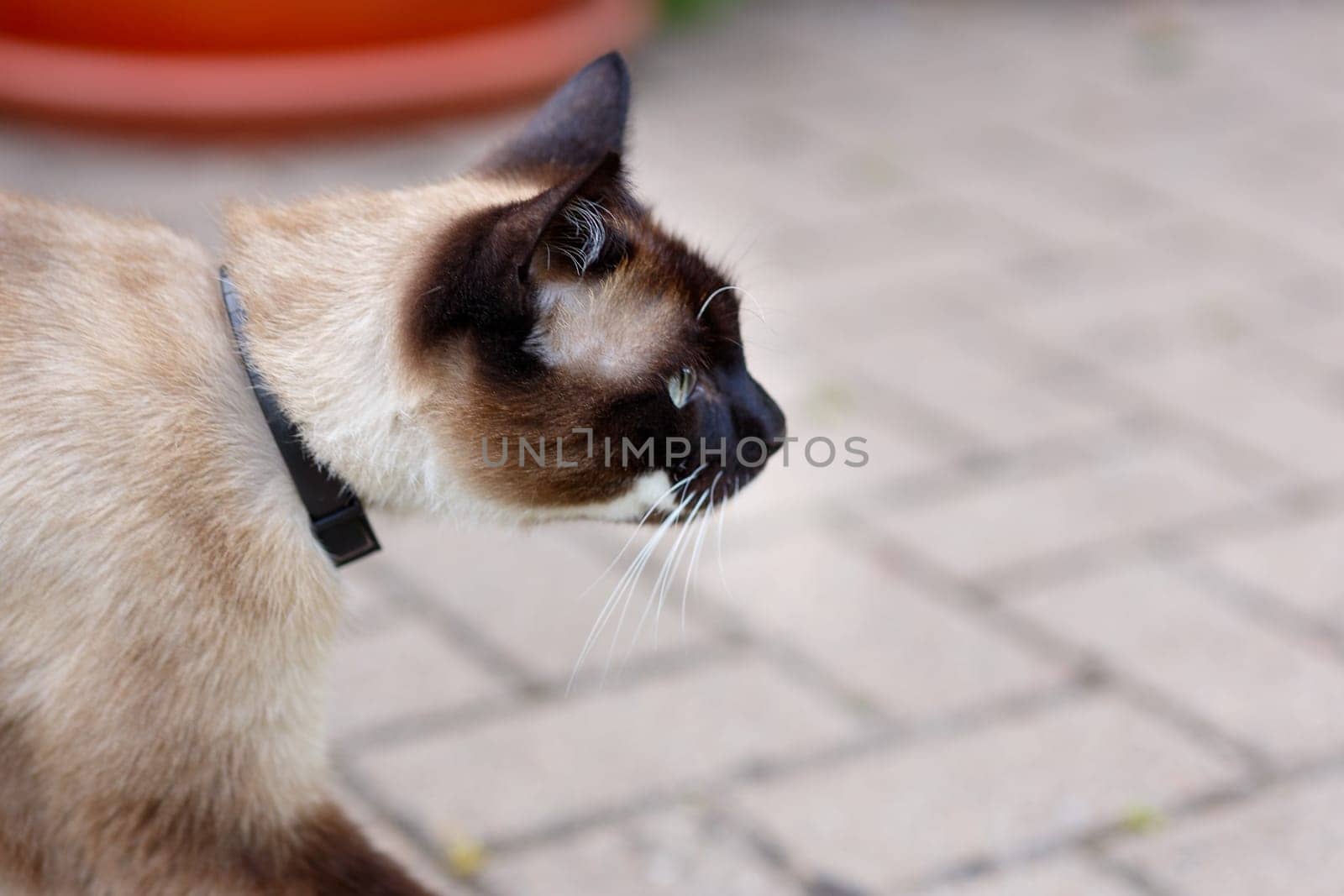 Muzzle of a Siamese cat with blue eyes in profile, alert look