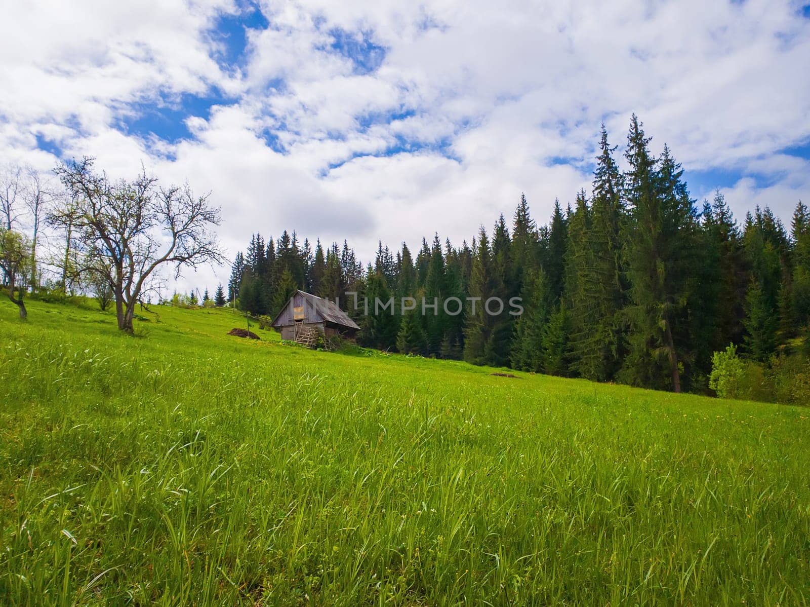Wooden cottage in the mountains, sunny spring day with green grass meadow. Evergreen fir forest on the hills in Yablunytsya, Ukraine.