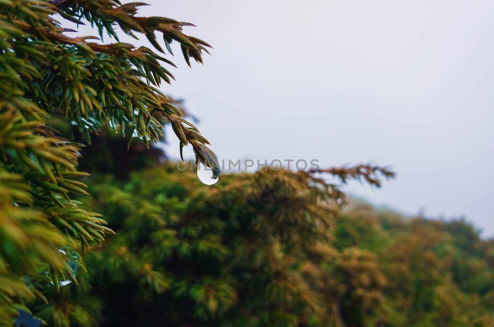 Closeup of dew drops hang on coniferous bush branches. Rainy spring day in the evergreen forest, cold misty background.