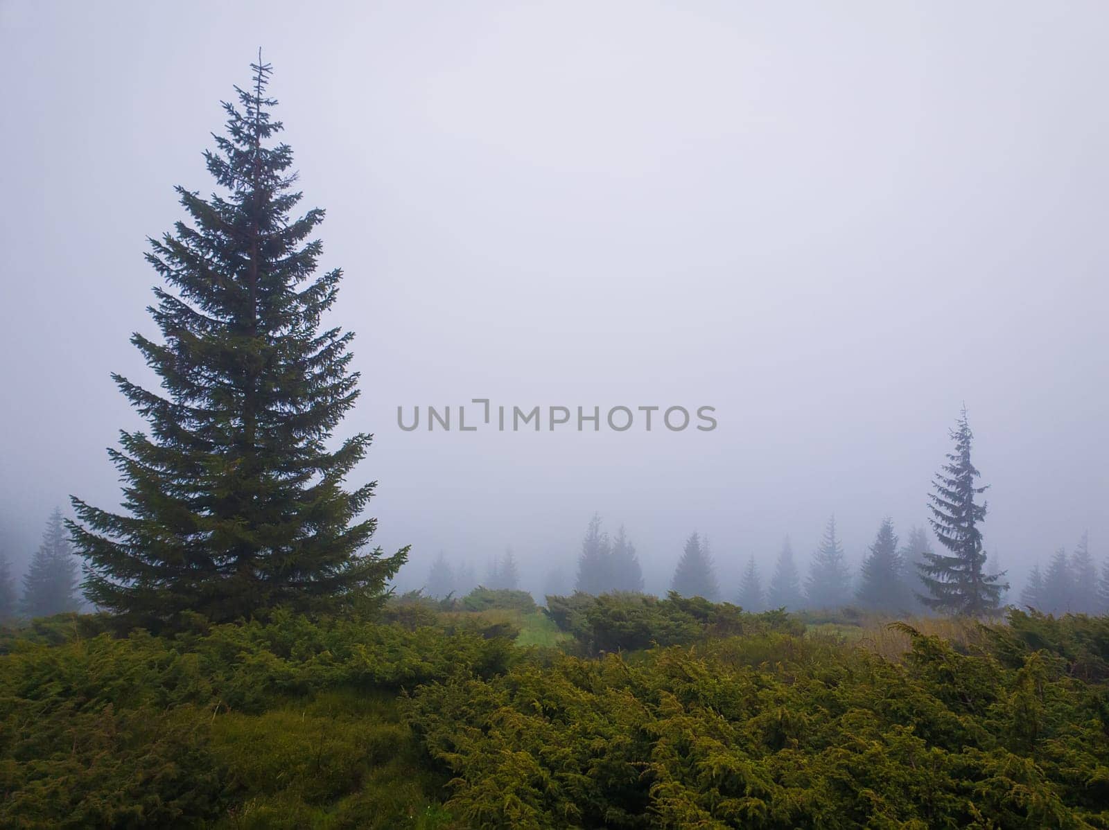Coniferous forest on the Carpathian mountain hills in a cold foggy spring morning. Serene scenery landscape.