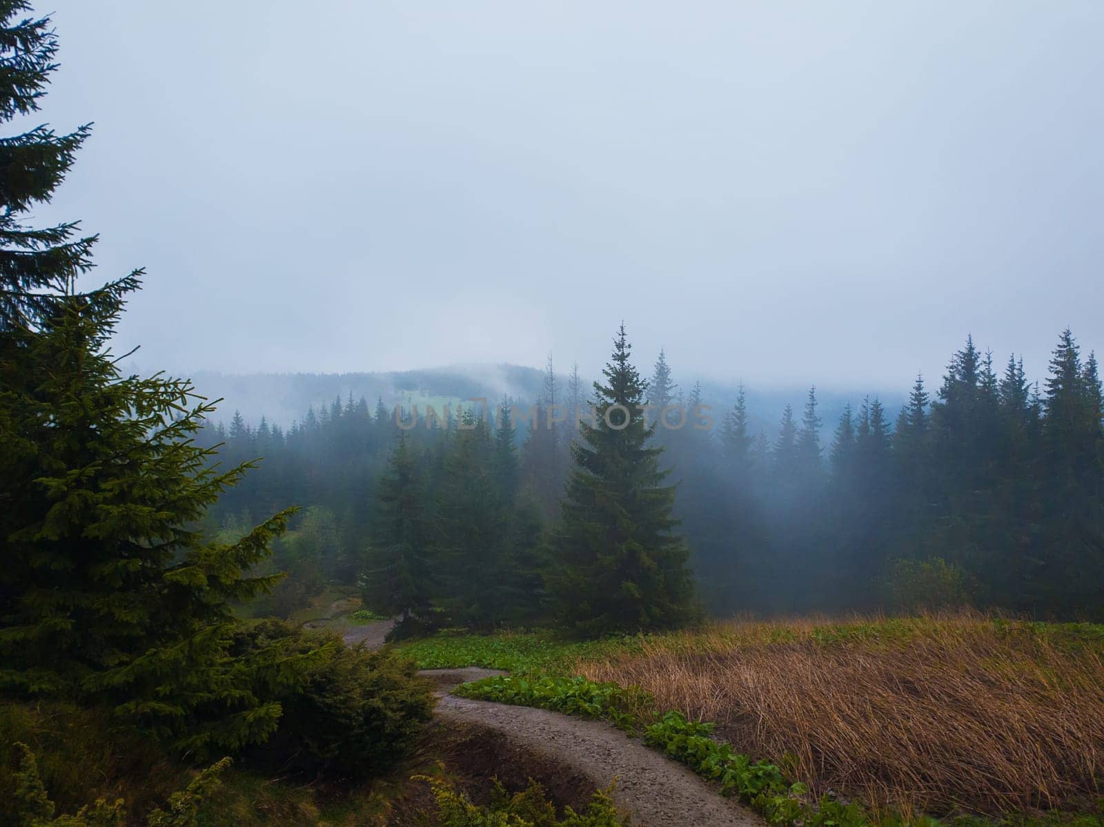 Foggy mountain landscape with coniferous forest on the hills reaching the clouds in a cold foggy spring morning. Serene scenery of spring Carpathians with a hiking track through the woods.