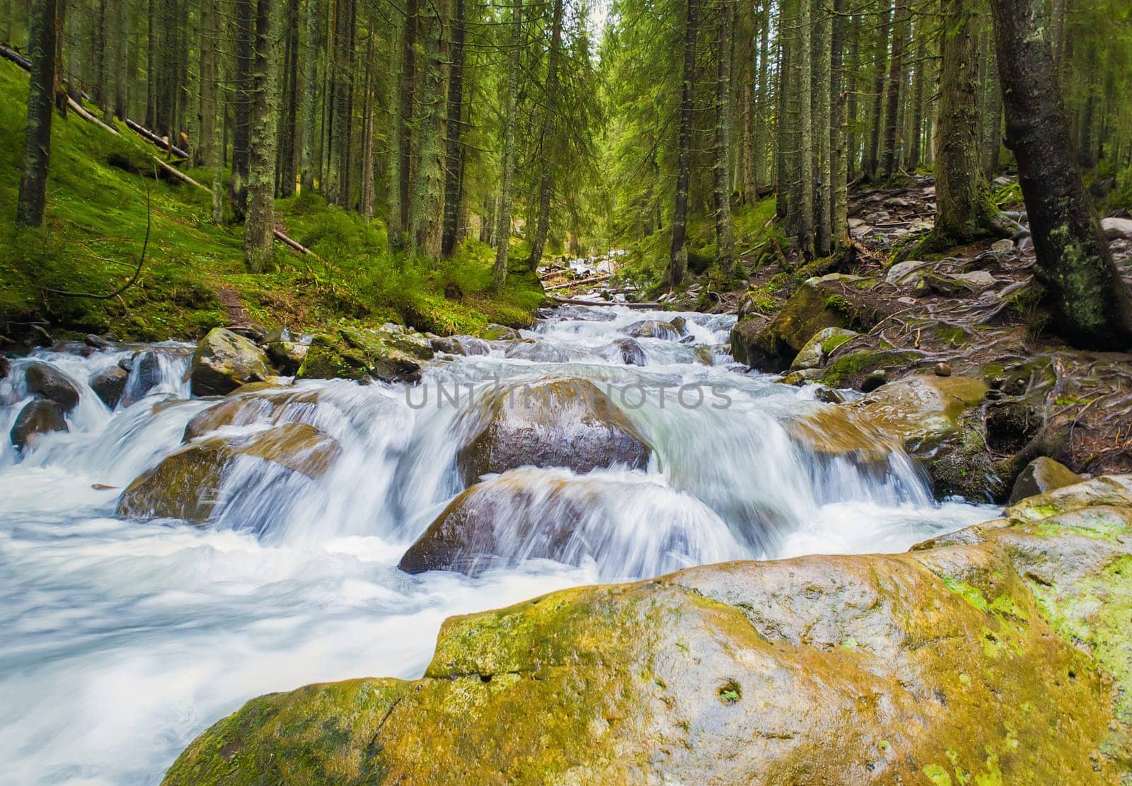 Prut river flowing through the coniferous forest on the hills of Carpathian Mountains, Hoverla National Park, Ukraine. Wild nature scene, fast water stream with waterfalls through the rocks.