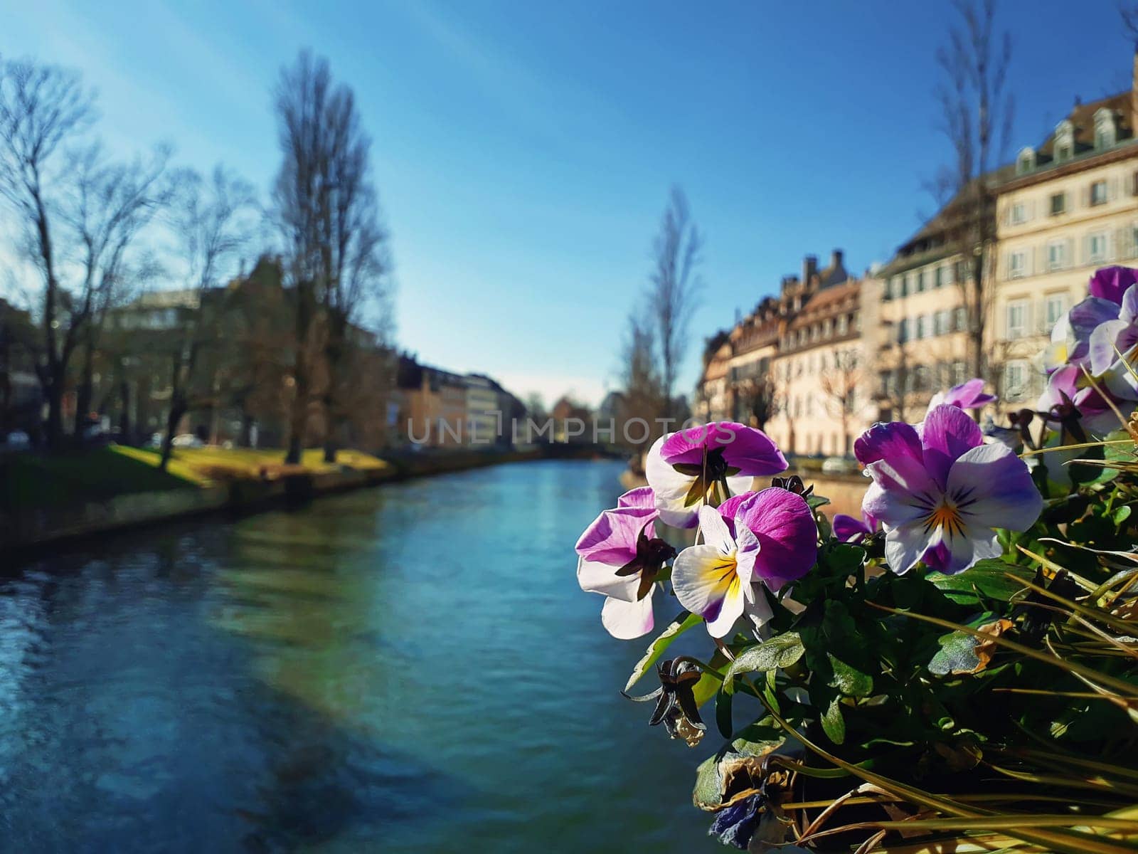 Closeup of beautiful flowers on the bridge in Strasbourg, France.