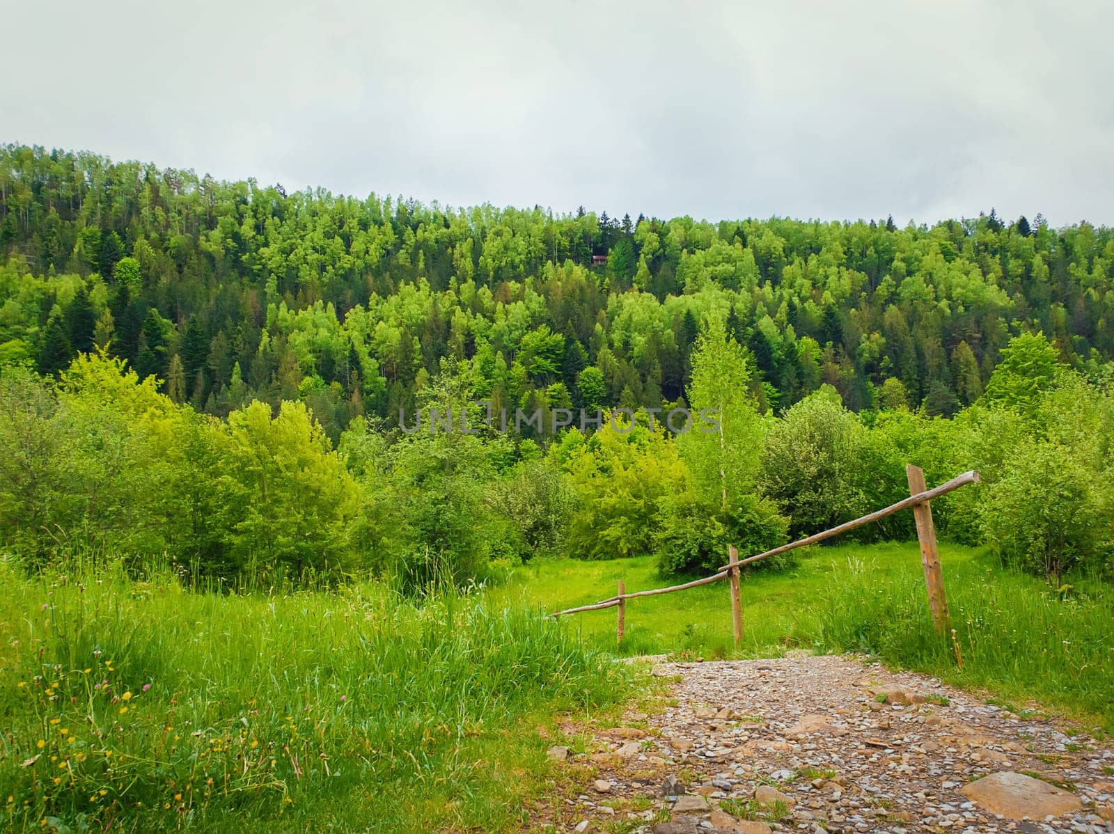 Country pathway through the green meadow leading to spring forest on the mountain hills. Natural landscape with pine and fir trees.