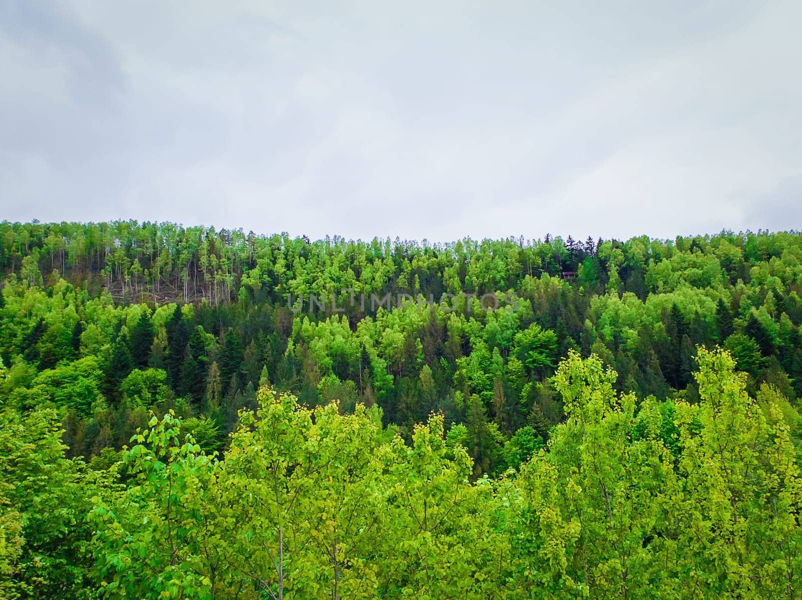 Spring forest texture with different shades of green. Lot of trees on the mountain hill as a pattern. Wild nature landscape, fresh background and cloudy sky.