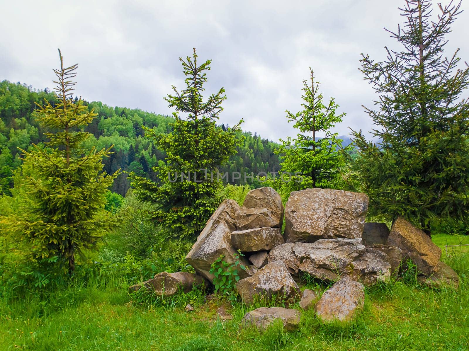 Beautiful spring day in the carpathian mountains with coniferous forest on the top of the hills. Natural landscape, fir trees and a pile of stones. Different tones of green.