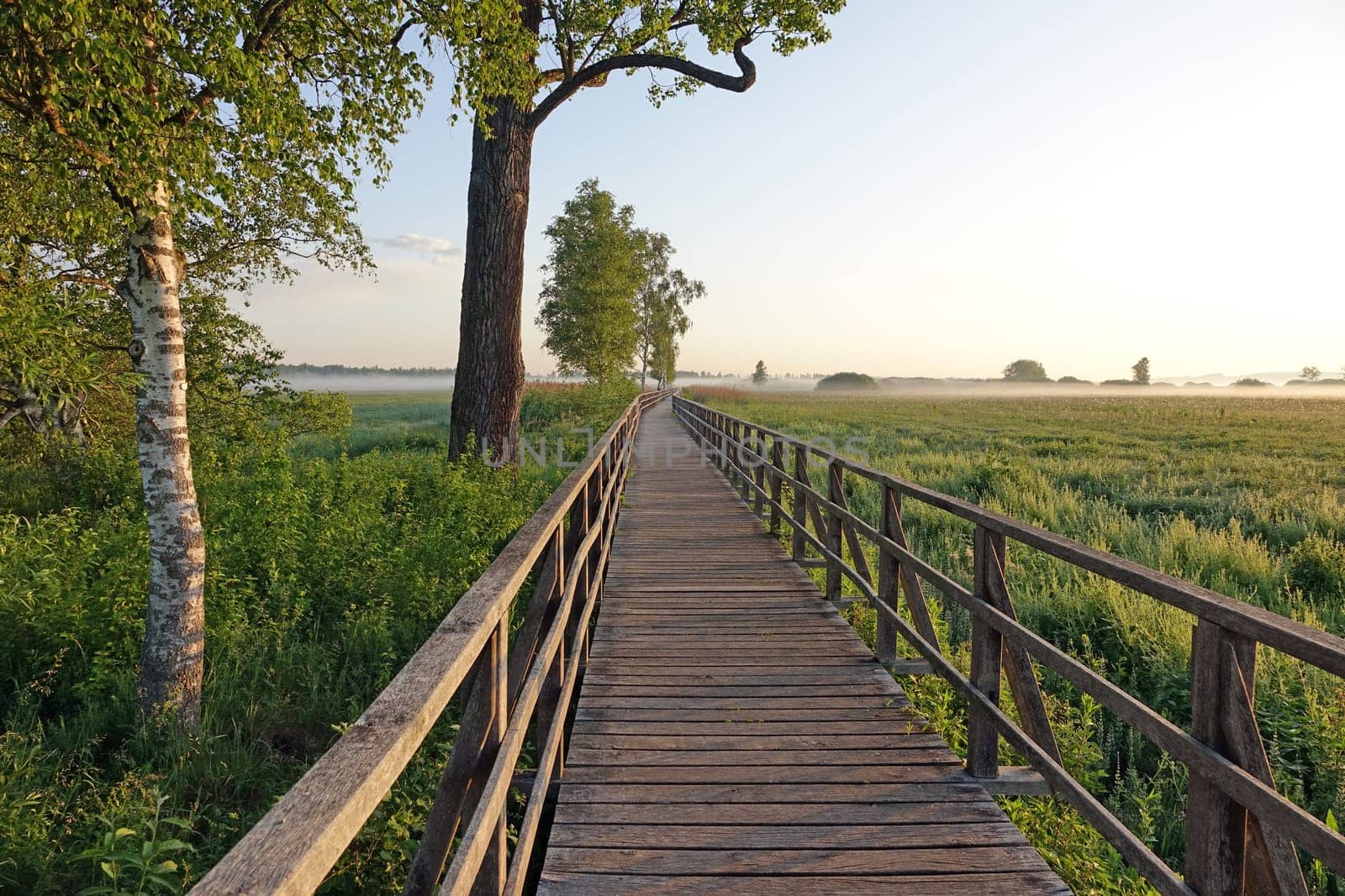 Morning at Federsee