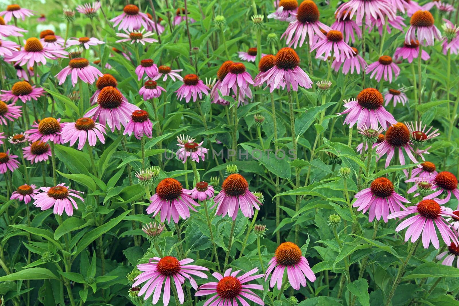 Purple flowering coneflower or purple coneflower Echinacea purpurea 04