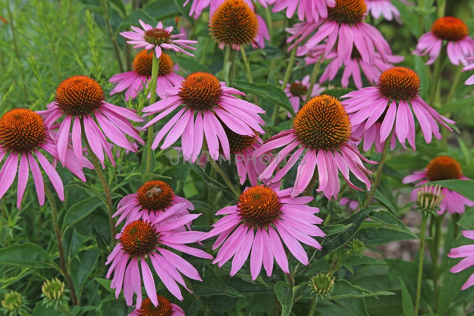 Purple flowering coneflower or purple coneflower Echinacea purpurea 02