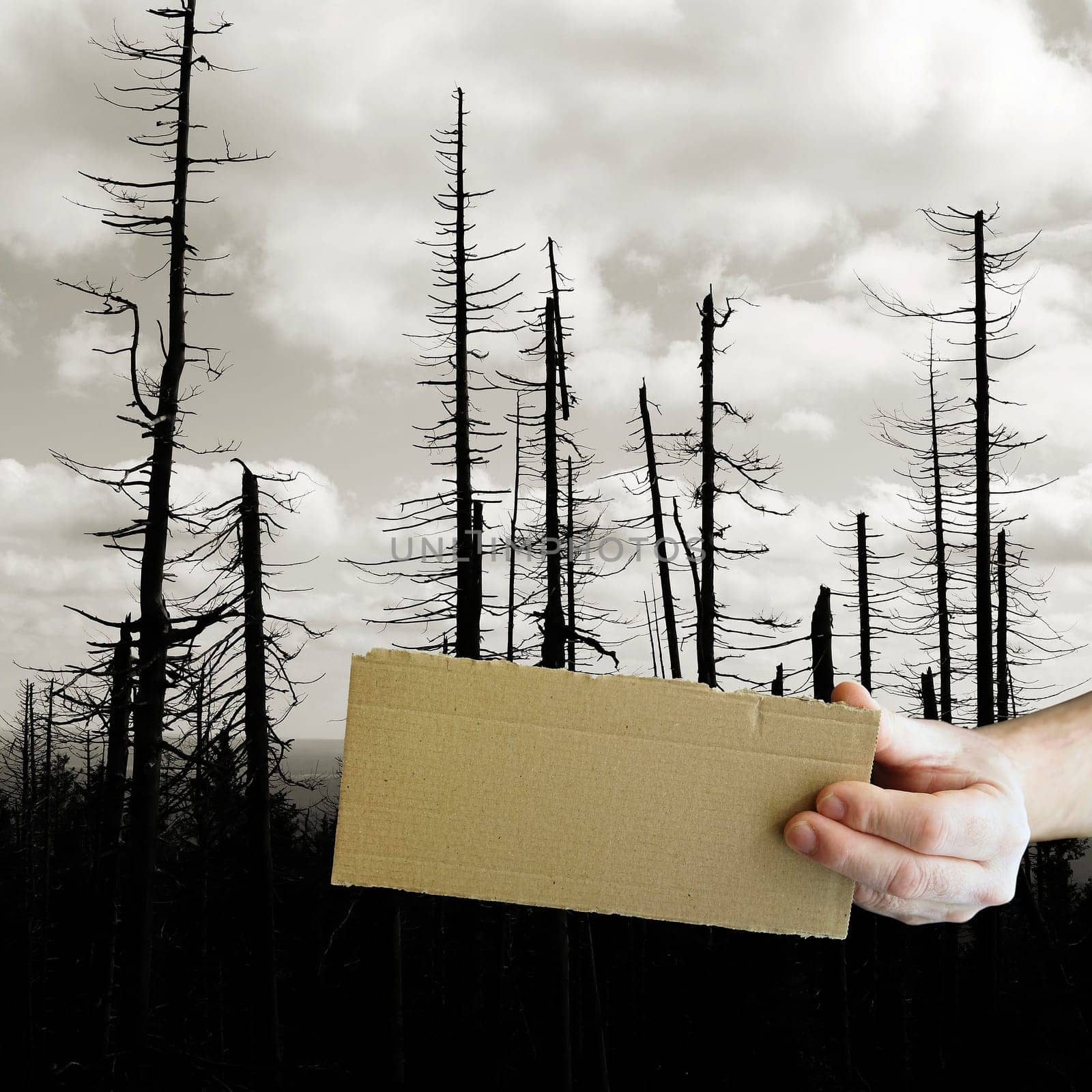blank sign with copy space in front of a dead forest in the Harz National Park in Germany