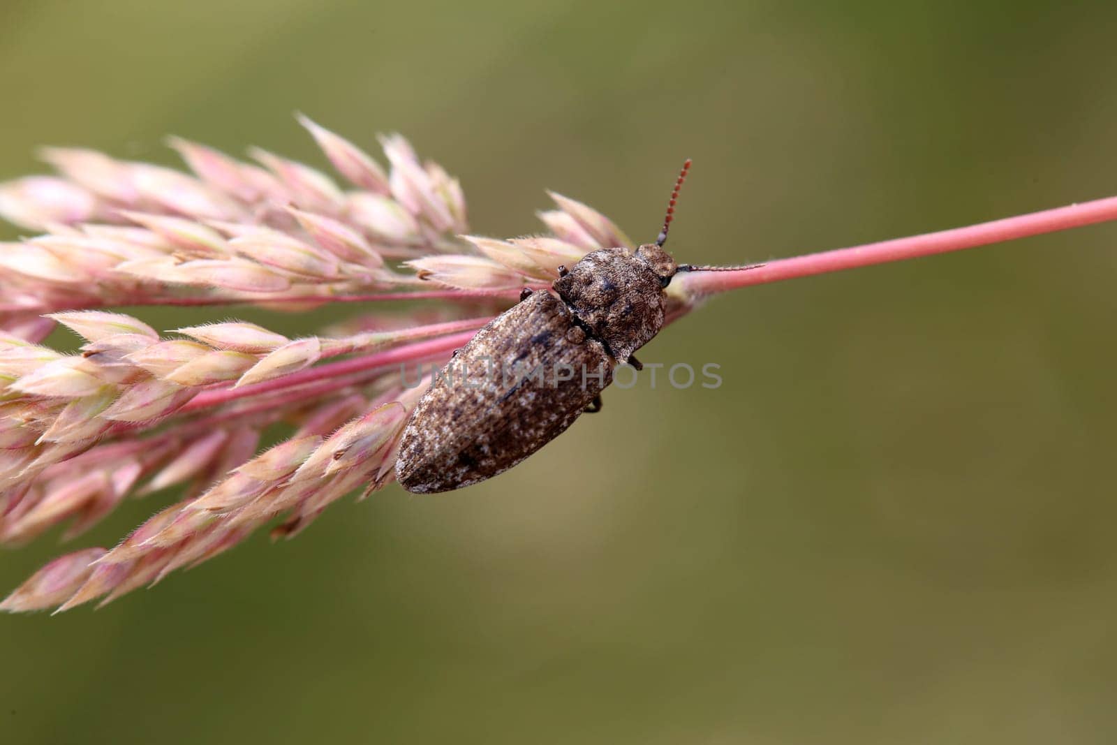 Mouse-grey beetle Agrypnus murinus