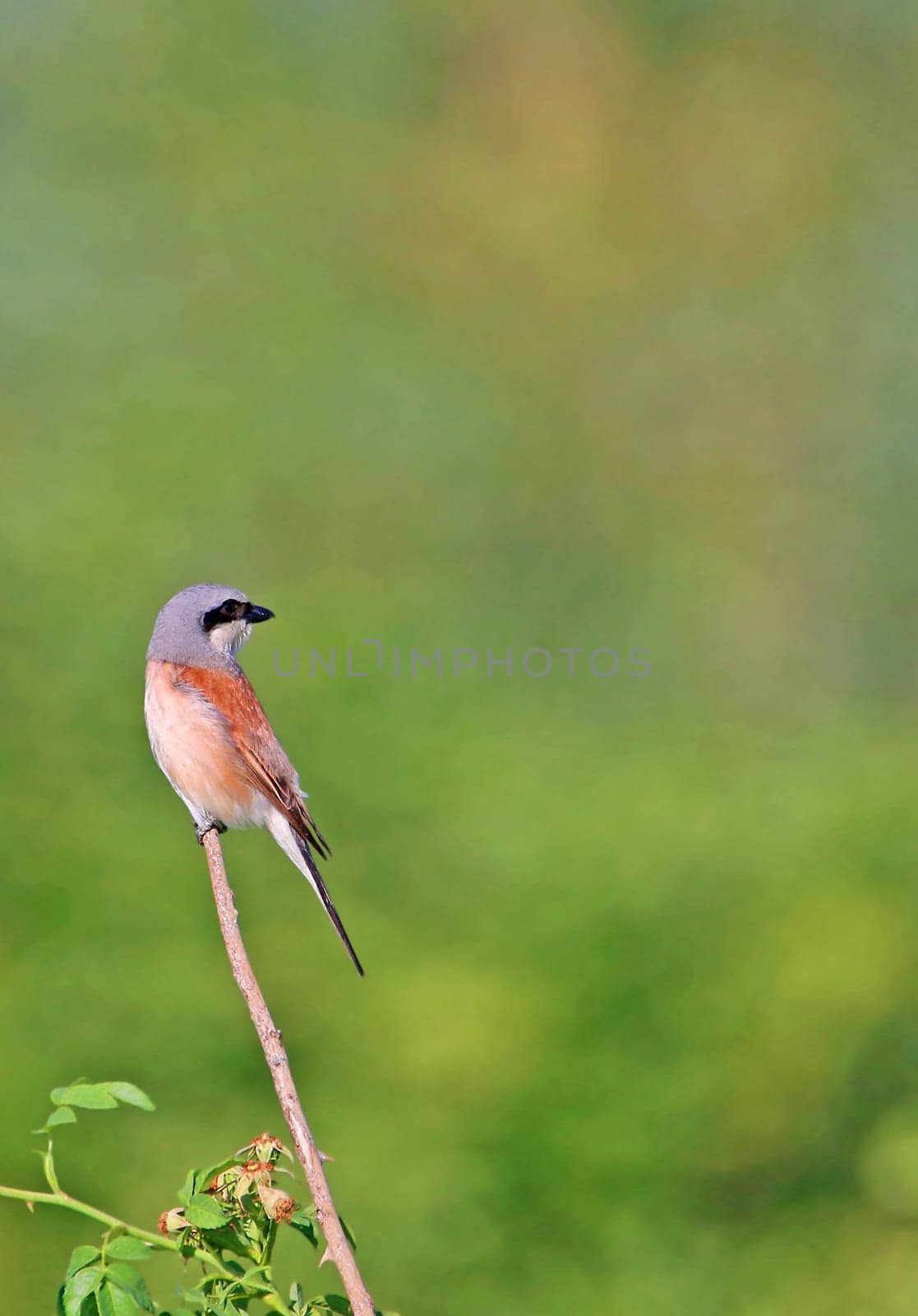 Male red-backed shrike Lanius collurio in the nature reserve Wagbachniederung