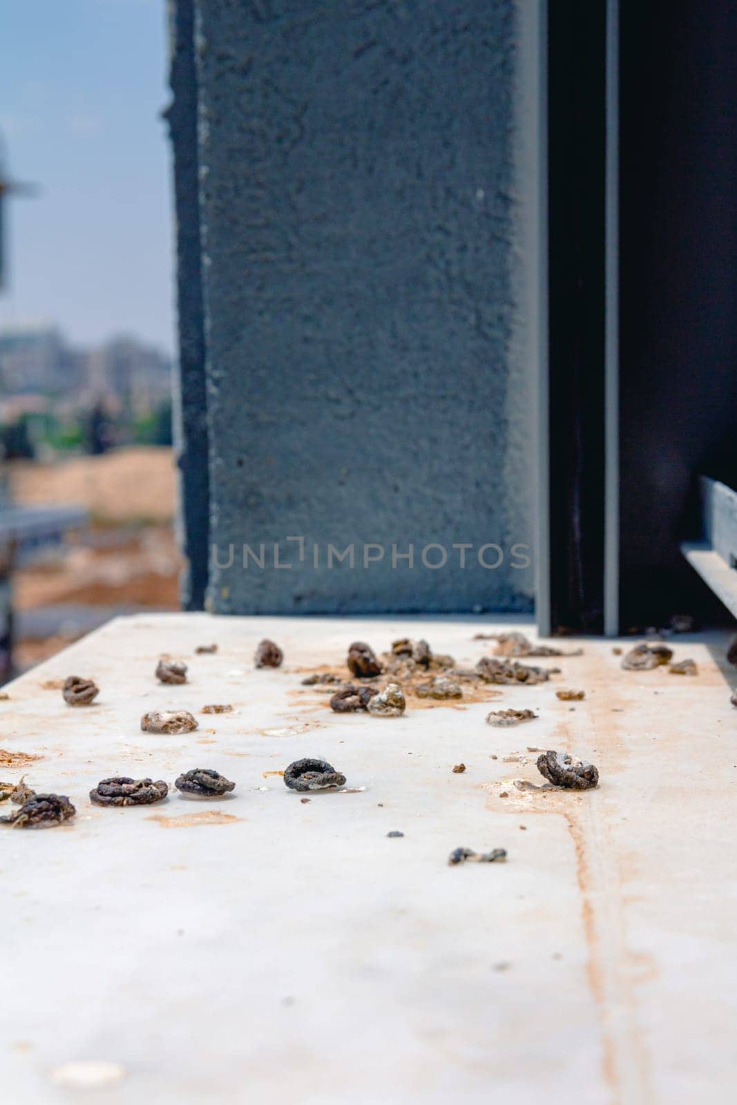 Pigeon droppings on the windowsill. Side View.