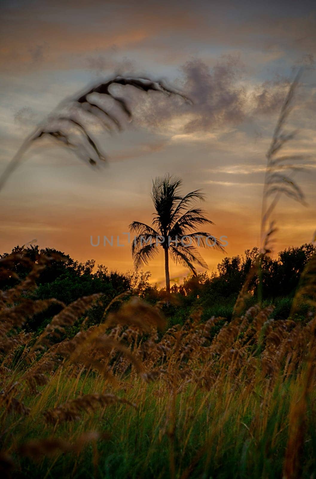 Silhouette coconut palm trees on beach