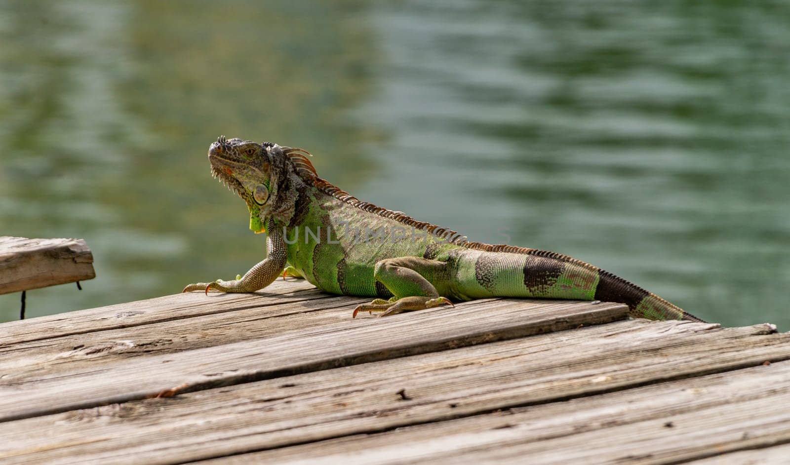 An iguana sunbathing at Miami, Florida
