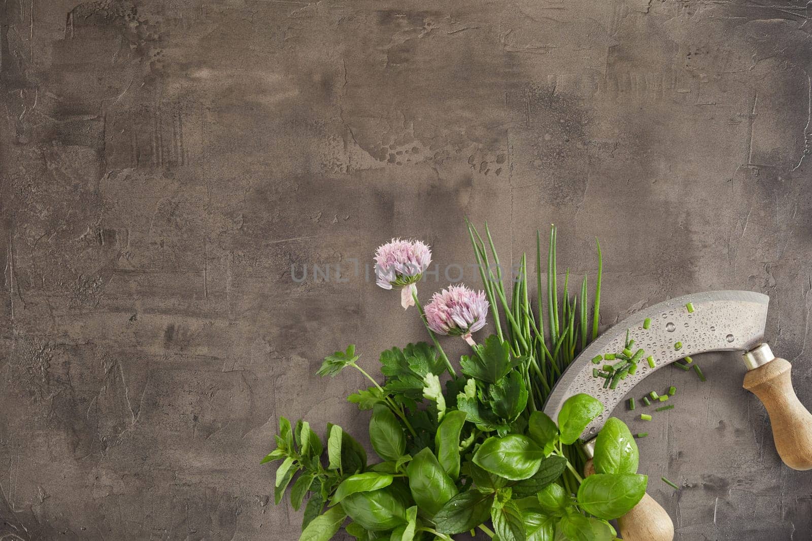 Healthy fresh herbs with basil, chives, flowers, mint and coriander with a mezzaluna knife on a textured grey grunge background with copy space