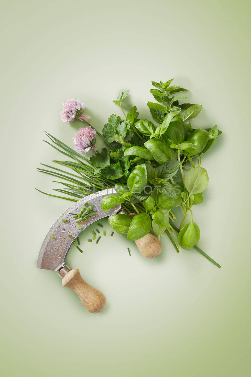 Curved mezzaluna knife with fresh culinary herbs including basil, mint, chives, coriander or cilantro on a green background with copy space in a flat lay still life