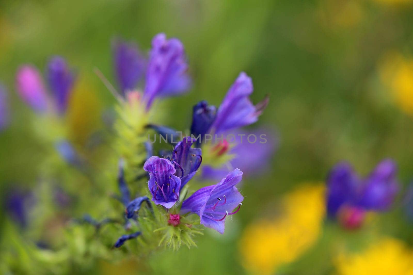 Flowering viper head Echium vulgare