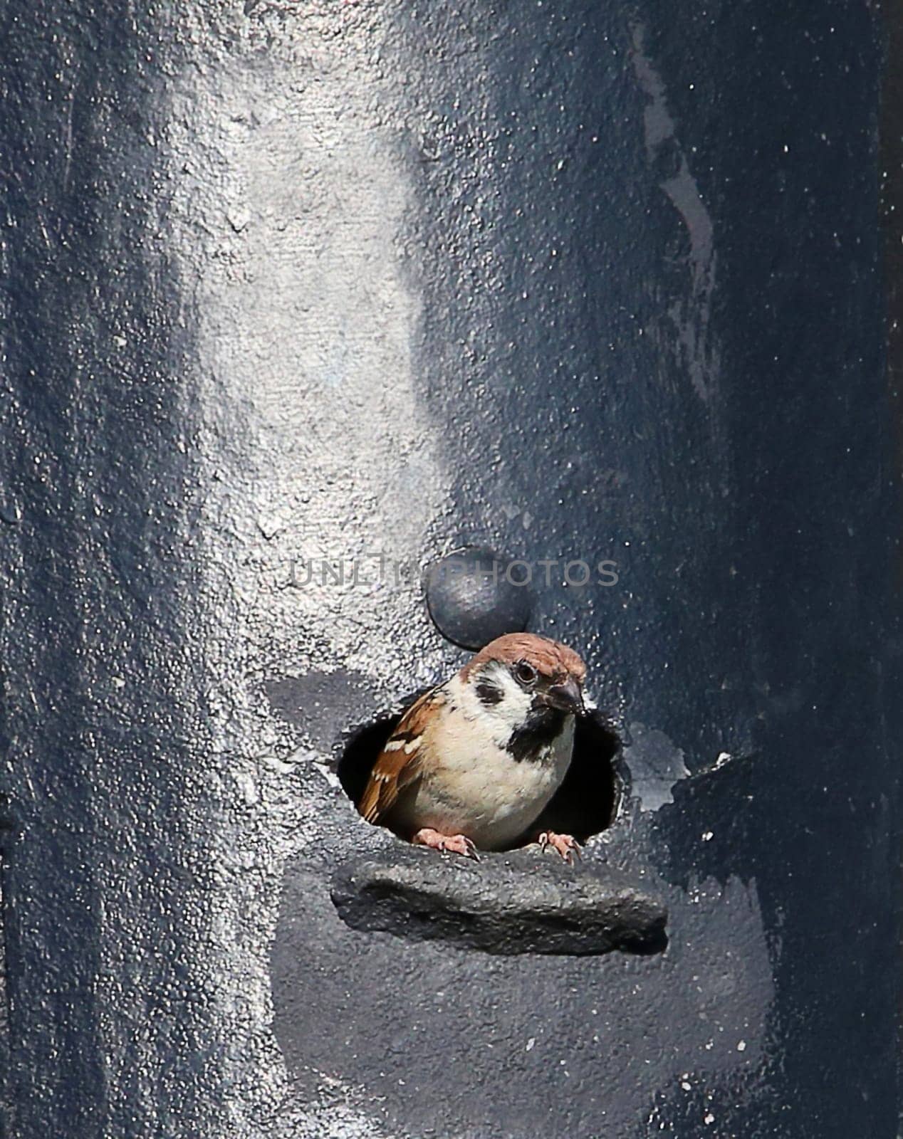 Field sparrow Passer montanus in nesting box