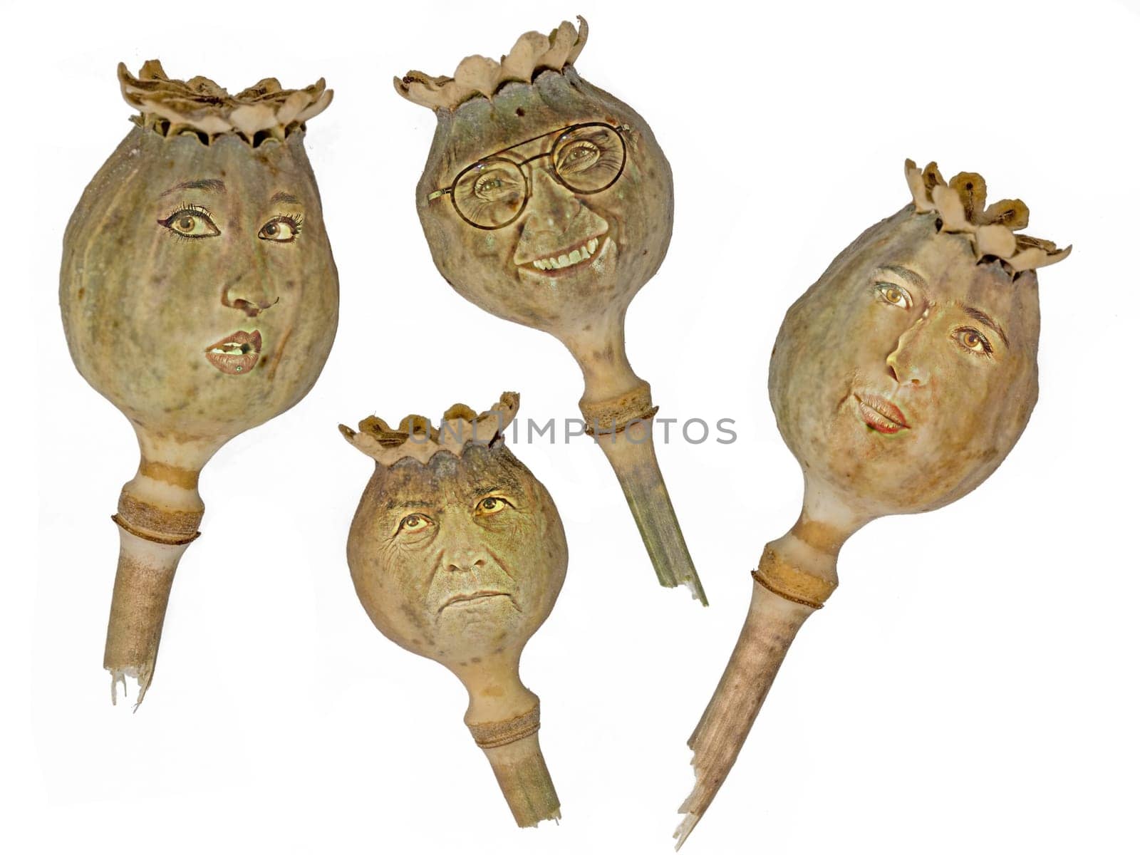 Ripe, dry poppy seed pods piled with faces isolated on white