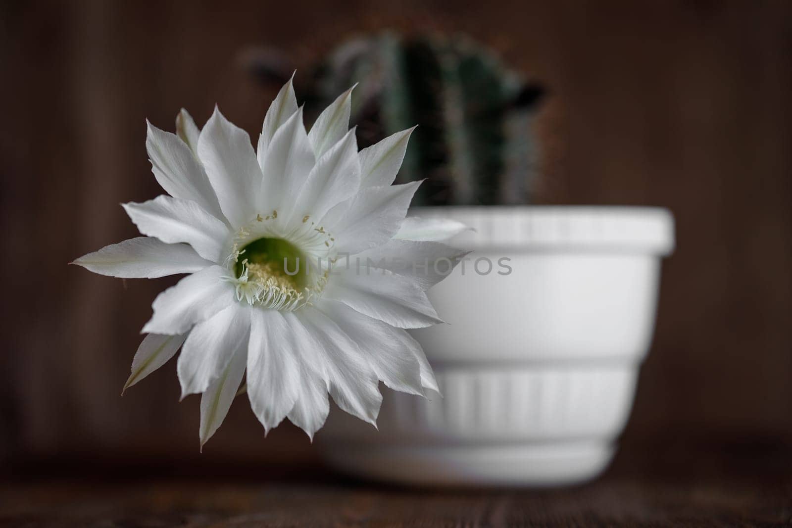 an exquisite white and pink echinopsis night blooming cactus flower high above the ugly thorny cactus plant in a pot on a wood background