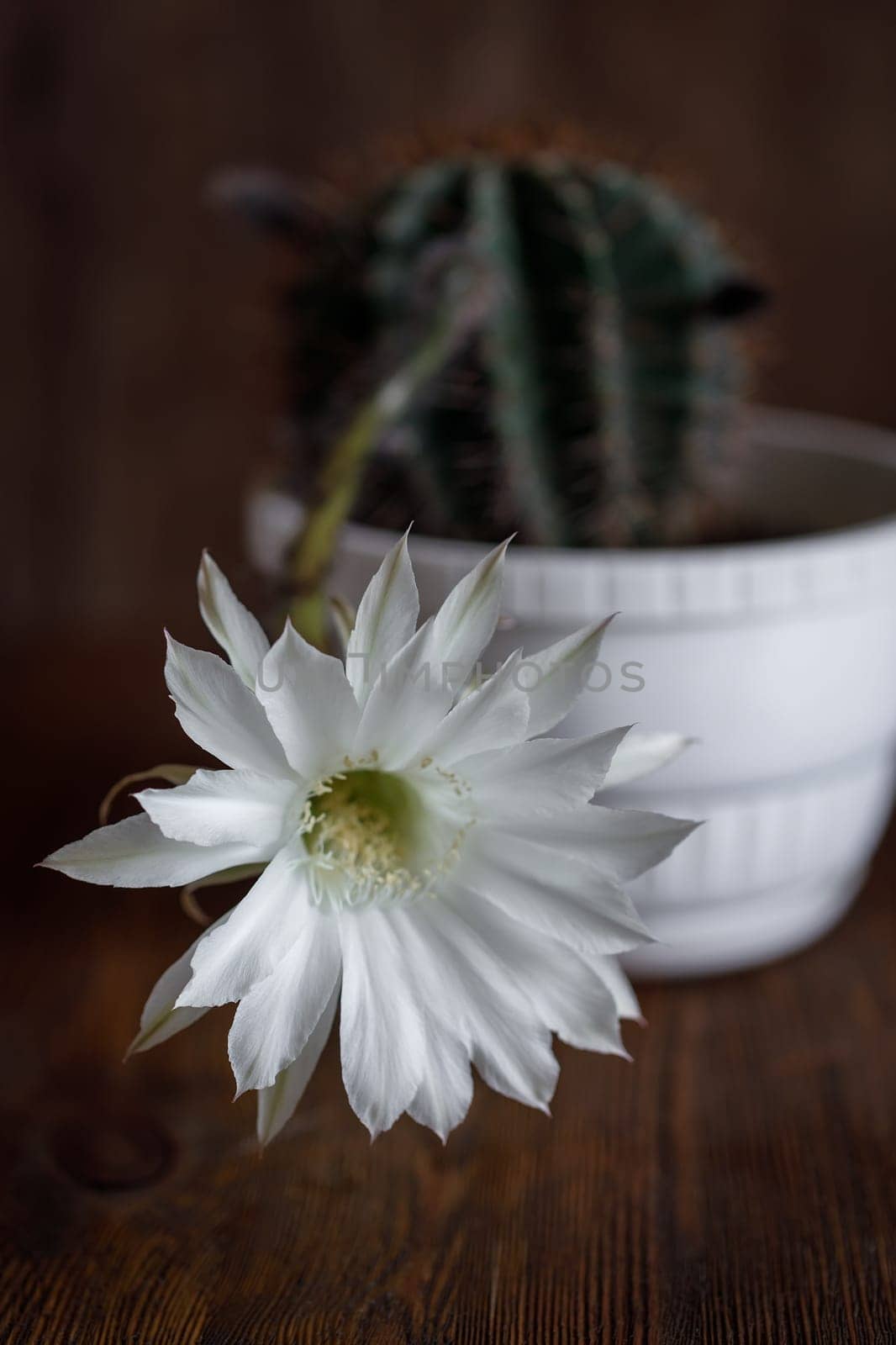 an exquisite white and pink echinopsis night blooming cactus flower high above the ugly thorny cactus plant in a pot on a wood background