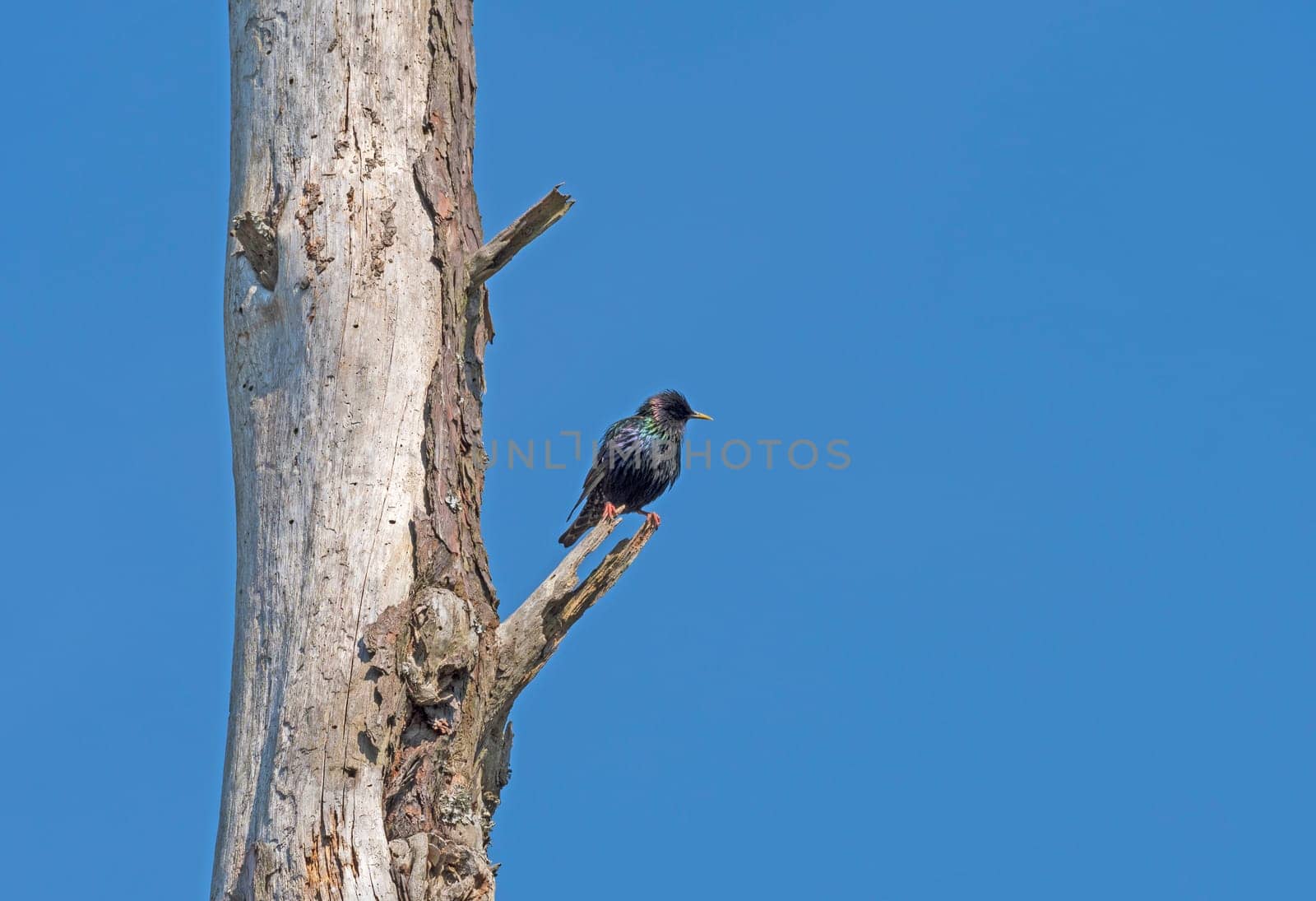 Common European Starling in a Dead Tree in Chinoteague National Wildlife Refuge in Virginia