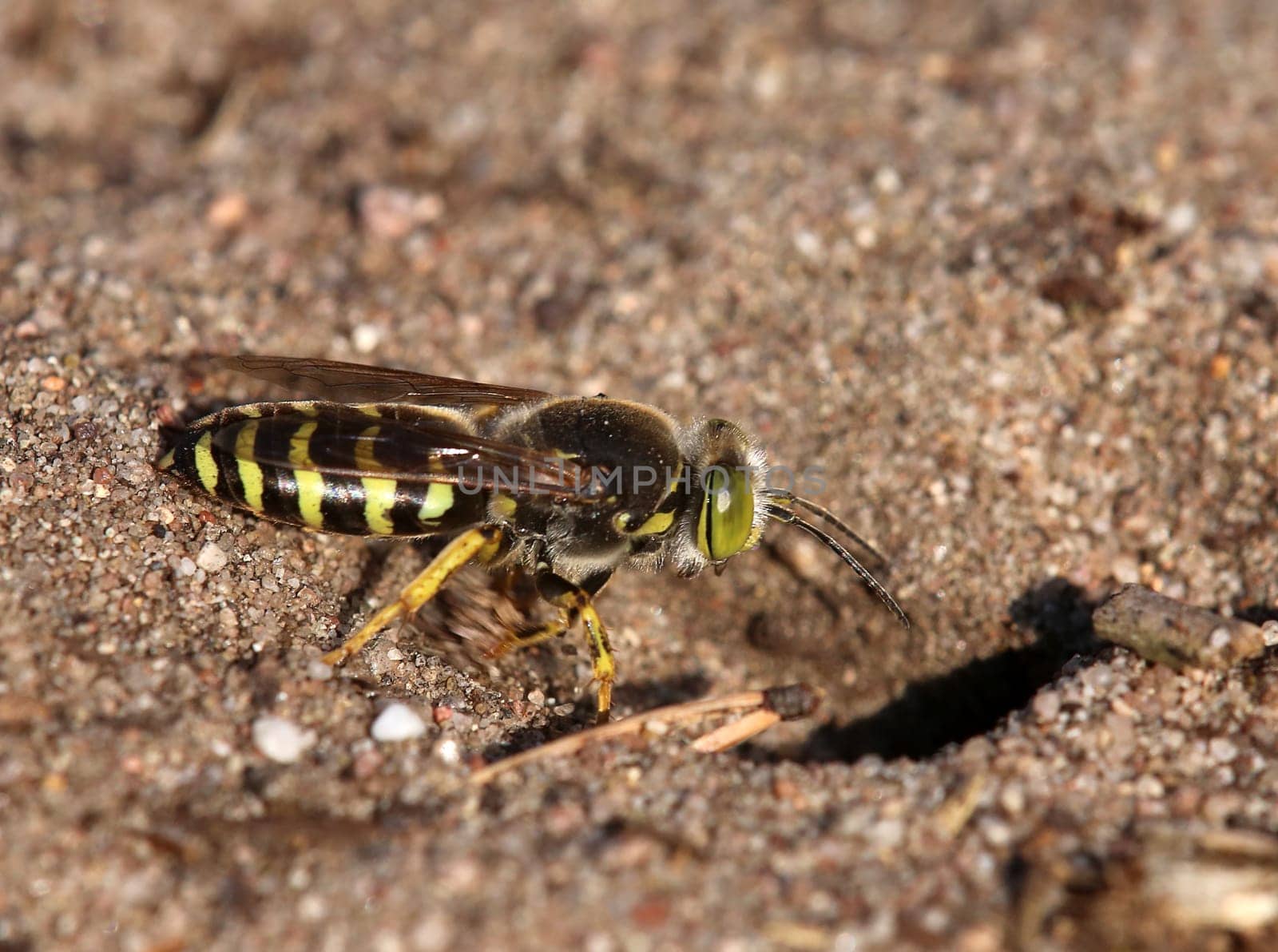 Great wasp Bembix rostrata from the Sandhausen inland dune Care Schönau